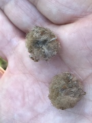 Andricus quercusramuli