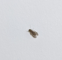 Ectopsocidae