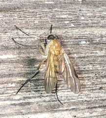 Rhagio hirtus