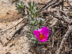 Portulaca giuliettiae