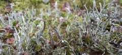 Cladonia botrytes
