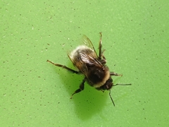 Bombus