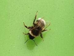 Bombus