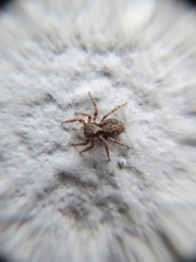 Pseudeuophrys lanigera