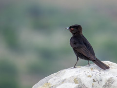 Knipolegus nigerrimus