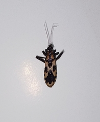 Homalocoris maculicollis