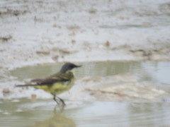 Motacilla flava cinereocapilla