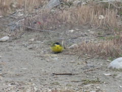 Motacilla flava cinereocapilla