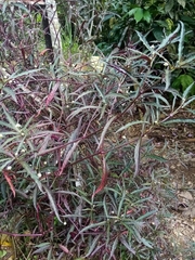 Alternanthera pubiflora