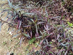 Alternanthera pubiflora