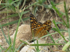 Phyciodes graphica