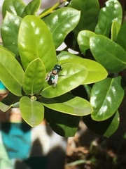 Osmia ribifloris ribifloris