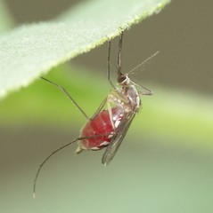Aedes atlanticus