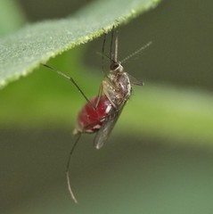 Aedes atlanticus