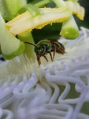 Halictinae