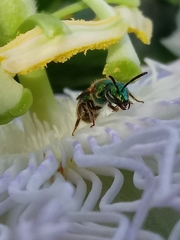 Halictinae