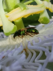 Halictinae