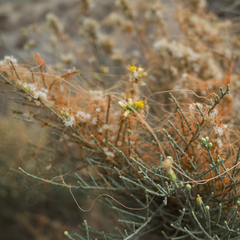 Cuscuta californica