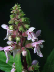 Stachys latidens