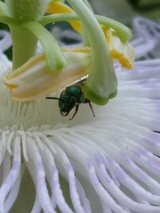 Halictinae