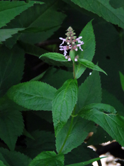 Stachys latidens