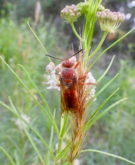 Sphecius