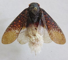 Alaruasa walkeri