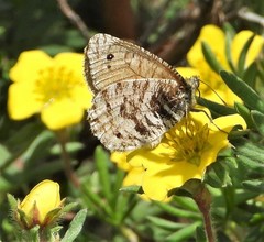 Oeneis uhleri