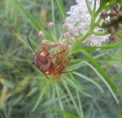 Sphecius
