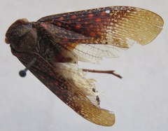 Alaruasa walkeri