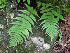 Dryopteris marginalis