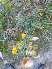 Pultenaea myrtoides