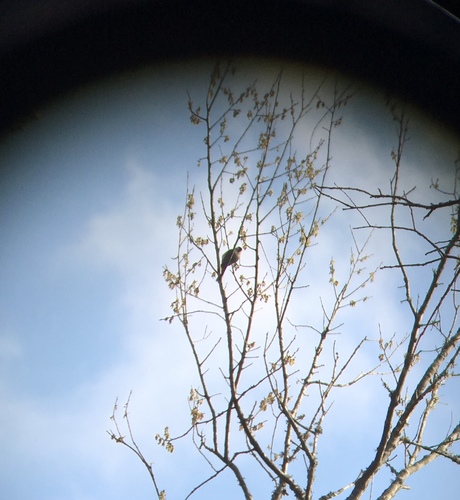 Carolina Chickadee photographed in Arkansas