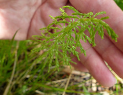 Equisetum sylvaticum