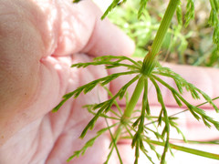 Equisetum sylvaticum