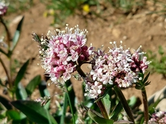 Valeriana acutiloba
