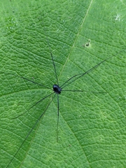Opiliones