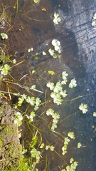 Ranunculus natans