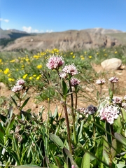 Valeriana acutiloba