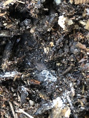 Glomeromycota
