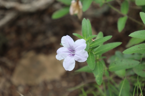 Ruellia humilis
