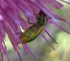 Diabrotica longicornis
