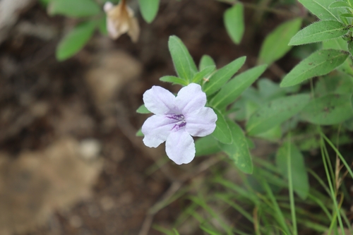 Ruellia humilis