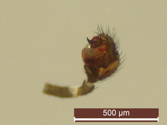 Erigonella hiemalis