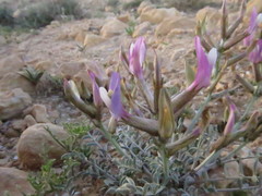 Astragalus sanctus