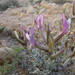 Astragalus sanctus - Photo (c) Noam, algunos derechos reservados (CC BY-NC), subido por Noam