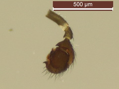 Erigonella hiemalis