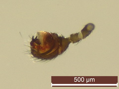 Erigonella hiemalis