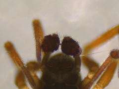 Erigonella hiemalis