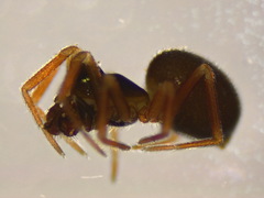 Erigonella hiemalis